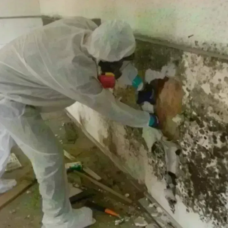 Mold Remediation and Removal in LeChee, AZ